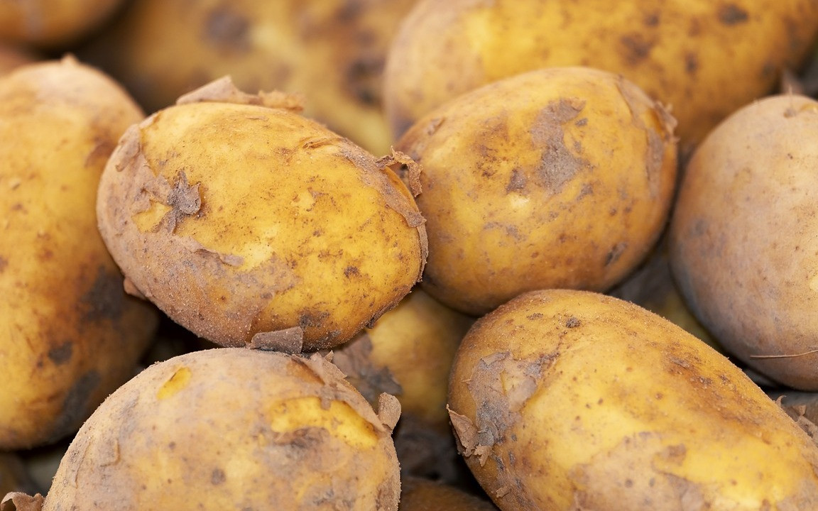 https://images.utopia.org/A6YsDEal7FIOPvvVYq5zMIsjXYX2F9avb23Fbn3uE-g/rt:fill/w:1152/h:864/g:ce/plain/2022/11/scrub-potatoes-cc0-pixabay-couleur-221116.jpg