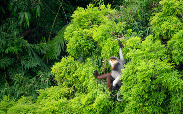 ecosystem tropical rainforest 
