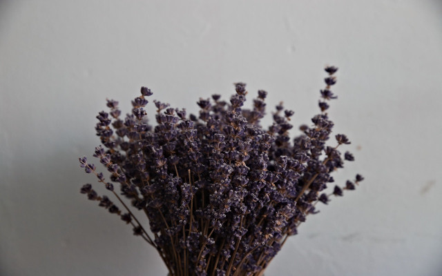 drying lavender 