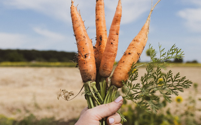 How to store carrots you harvested yourself