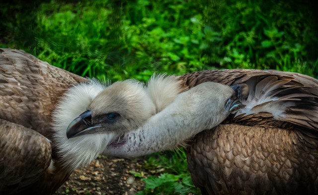 Many endangered species live in this wild bird sanctuary.