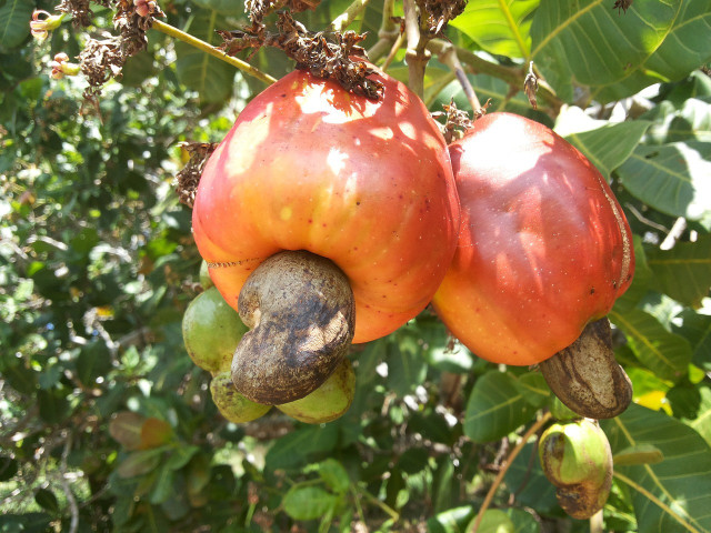 Cashew harvesting is labor intensive and dangerous.
