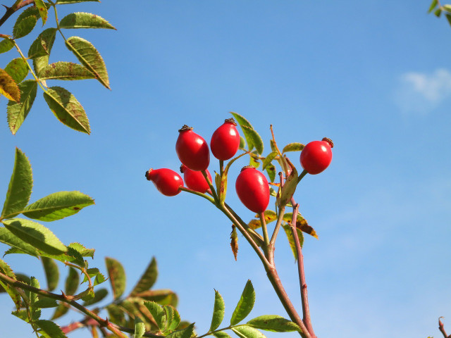 Rose hip oil has many benefits for skin care.