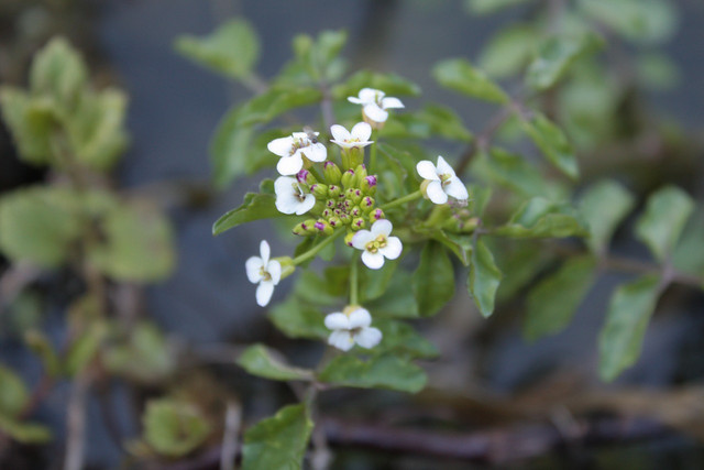 Once watercress blooms, the flavor changes. Be sure to harvest before the blooms emerge.