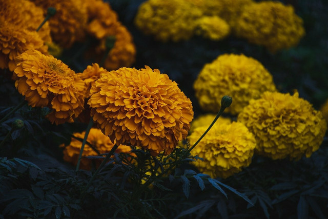 Marigolds are wasp-repellent plants that are also visually appealing.