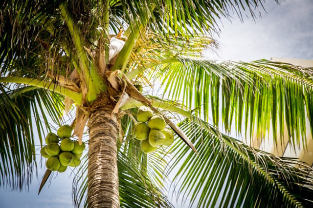 Coconut trees produce coconuts and grow in tropical regions.