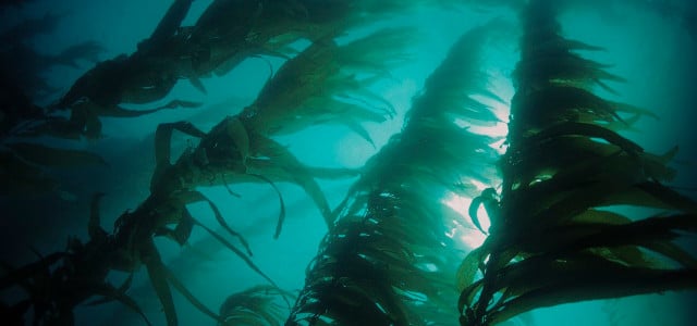 kelp vs seaweed