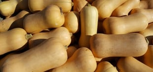 when to harvest butternut squash