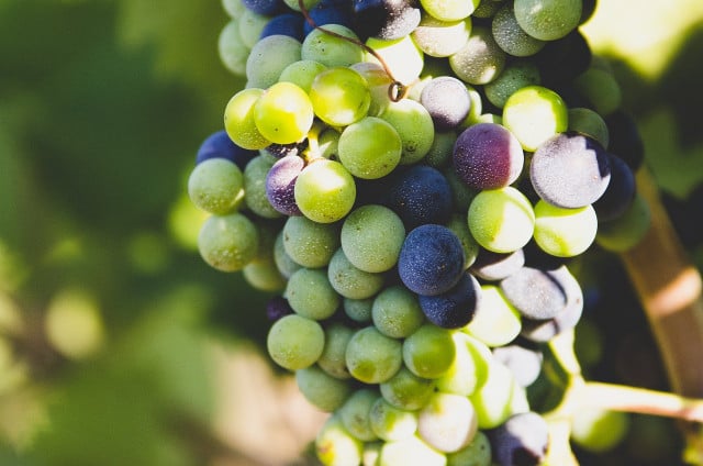 Concord grapes are used to make distinctive grape jelly.