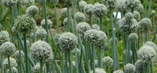 garlic flowering