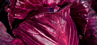 pickled red cabbage recipe