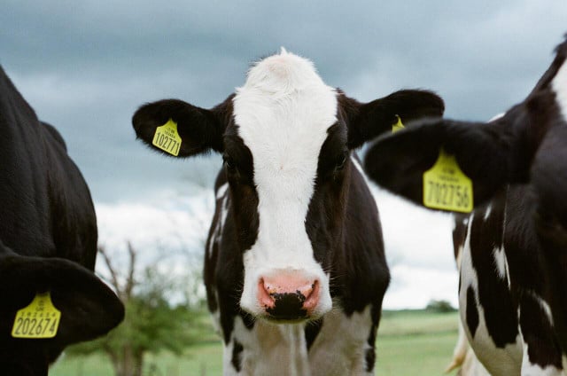 Reminding yourself of how cute cows are can help you to stick to being vegan.