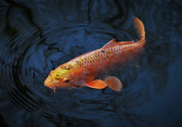 There are many varieties of Koi that come in an extraordinary range of colors.