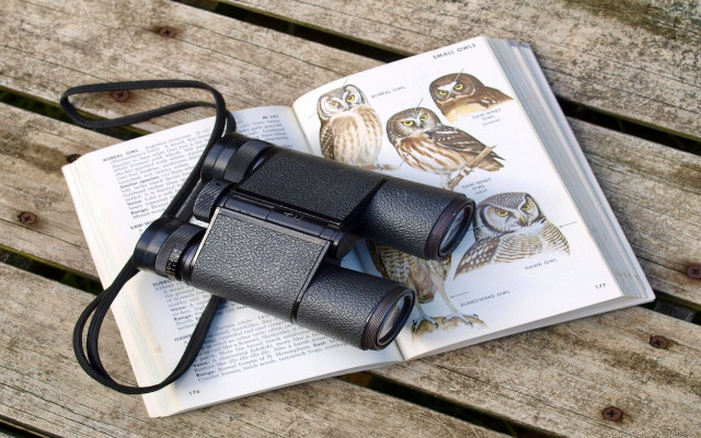 Birds love being out near water, so lakes are a great spot for birdwatching.