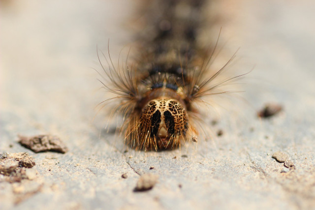 Gypsy moth caterpillars annihilate the forests and crops they inhabit.