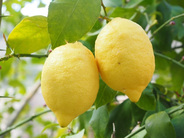 Citrus fruit trees love phosphorous.