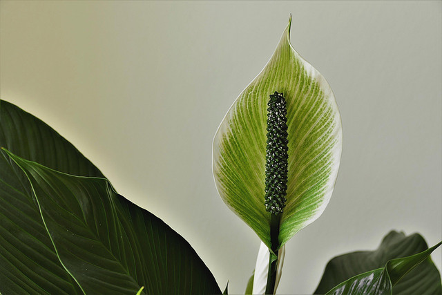 Peace lilies can cause swelling of the mouth if ingested.