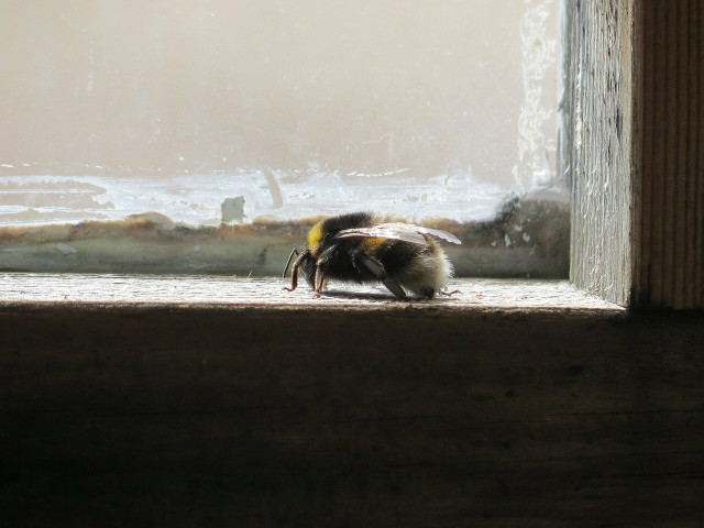 There are several ways to safely remove bumble bees from your house without causing danger to either them or yourself.