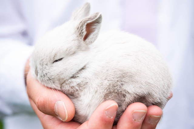 Is Cerave cruelty-free? Depends on the location as it seems.