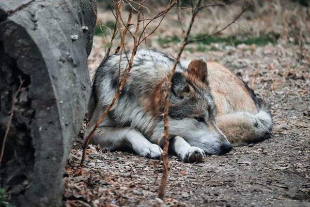 Mexican gray wolves were almost completely wiped out and are still very low in population.