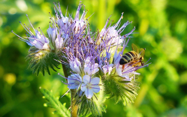 Phacelia flowers bees are attracted to