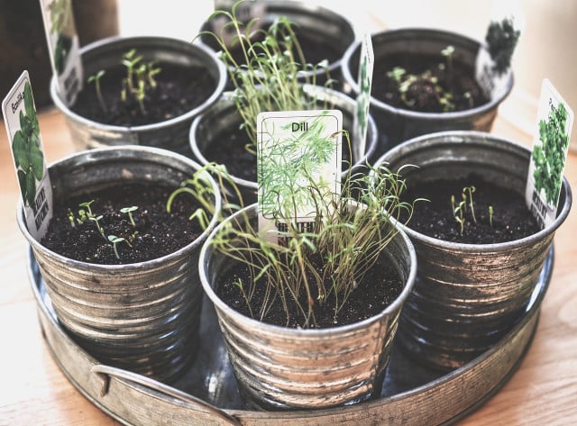Place your herbs by your window to make sure they are getting plenty of sunlight when planting in your apartment.