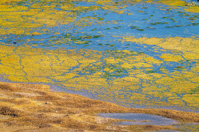 Algae grows on top of water as a result of thermal pollution.