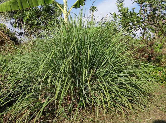 Lemongrass gives off an astringent scent that makes it an effective wasp-repellent plant.