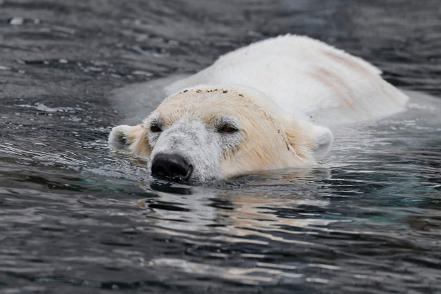 On the IUCN Red List of Threatened Species, polar bears are listed as "vulnerable."