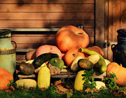 The ultimate guide on how to plant pumpkins