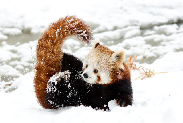 If we hope to reverse the decline in the red panda populations, it's important to understand these creatures better so we can know in what environments they thrive.