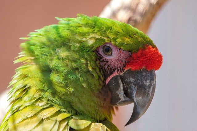 A great green macaw.