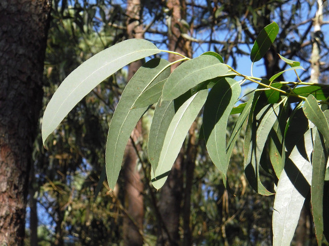 You can spray eucalyptus oil for targeted wasp repulsion.