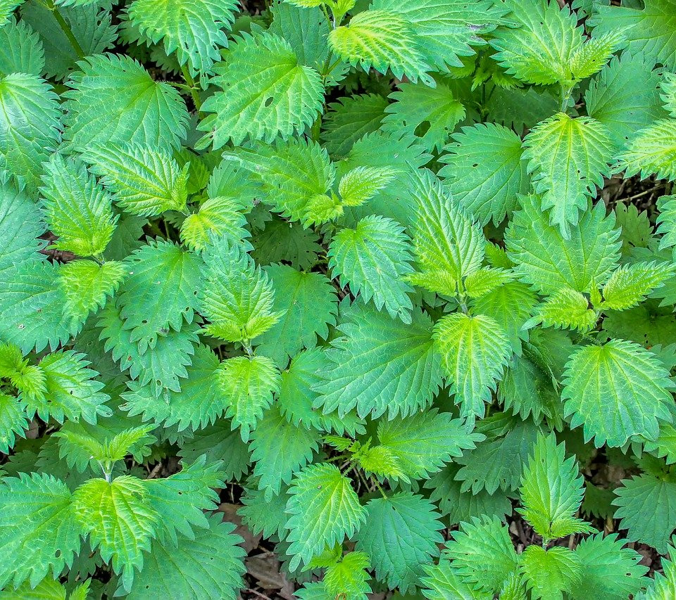 Stinging Nettle Benefits How to Use Stinging Nettles as Medicine in