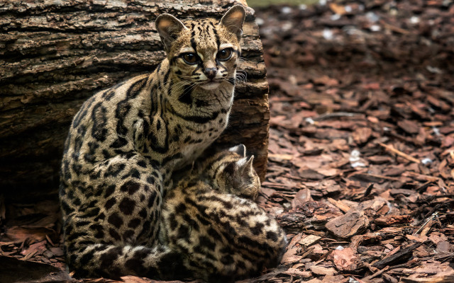 Margay cats live in the trees of South America.