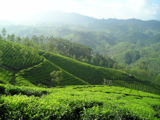 White and green tea are harvested and processed differently.