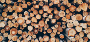 treated vs. untreated wood