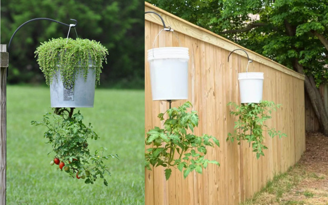 UpsideDownTomatoes-CCRuralSprout-210330-1280x800 Tomatoes Gardening