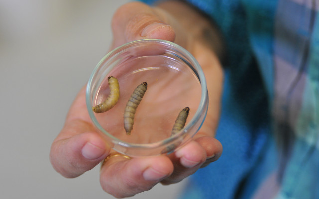 Plastic-Eating Caterpillars
