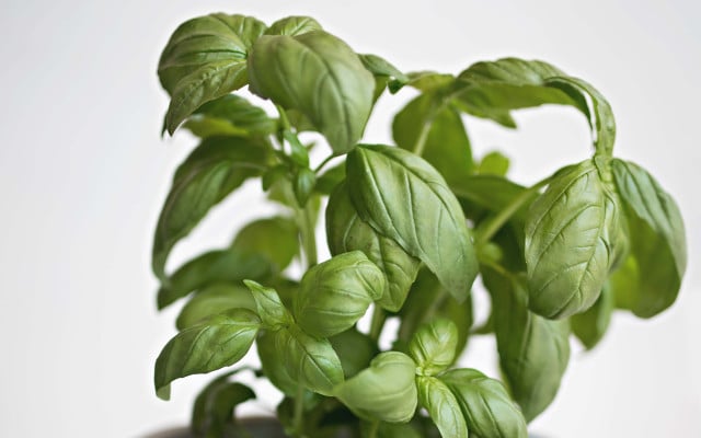 How to dry basil leaves herb drying guide