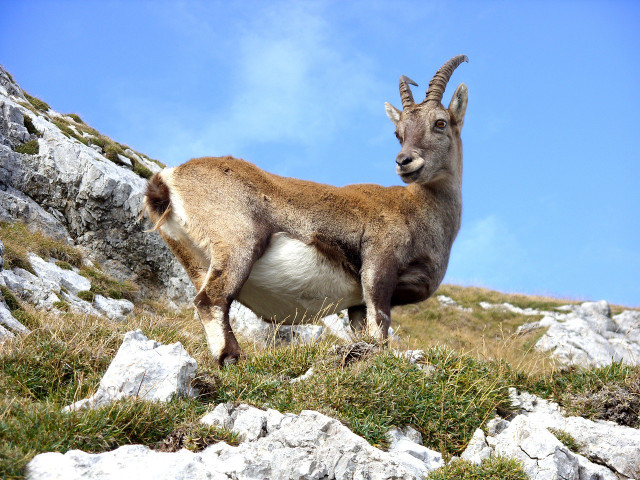 The closest living descendants of these ibex are Spanish wild goats.