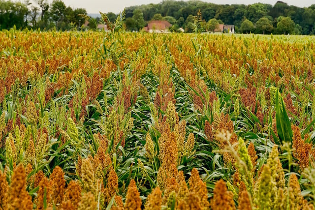 Sorghum is a versatile super-grain and can be used in numerous meals. 