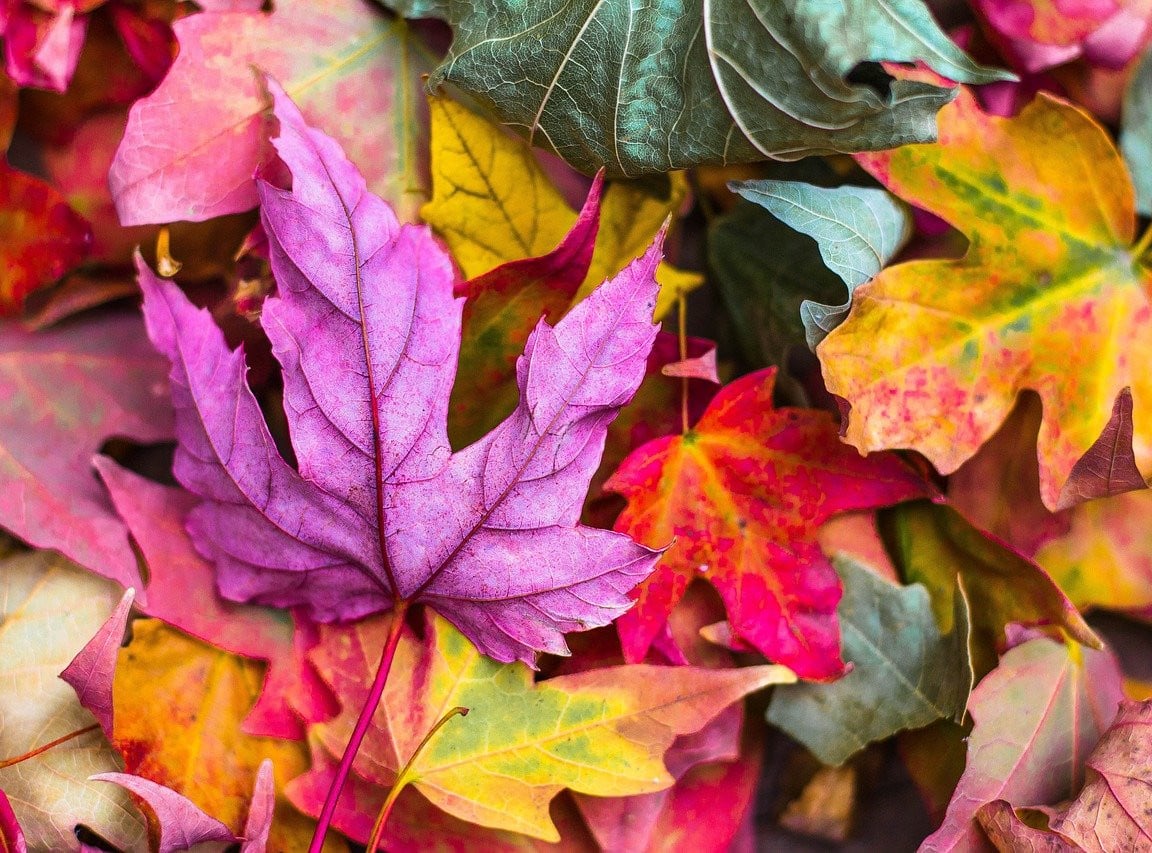 A real maple leaf with bright yellow color laying in the center