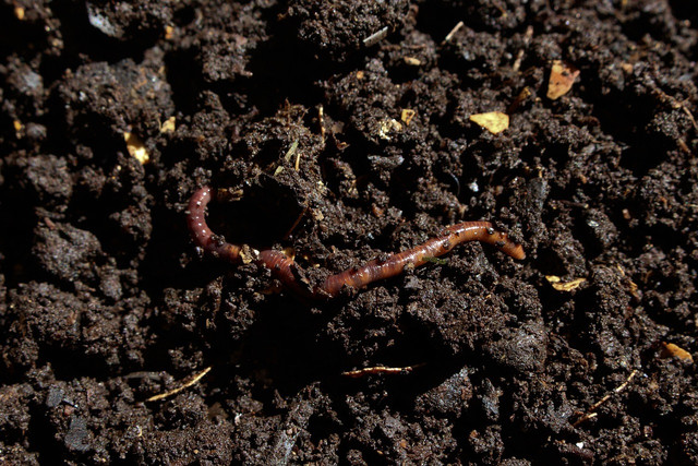 Composting can help heal the land.