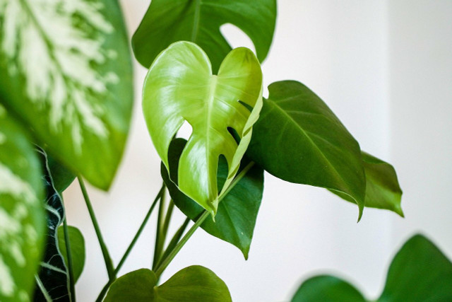 Houseplants are a beautiful way to clean home air.