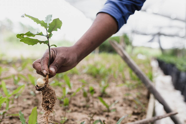 Ecosia plants one tree for every 45-50 searches you make.