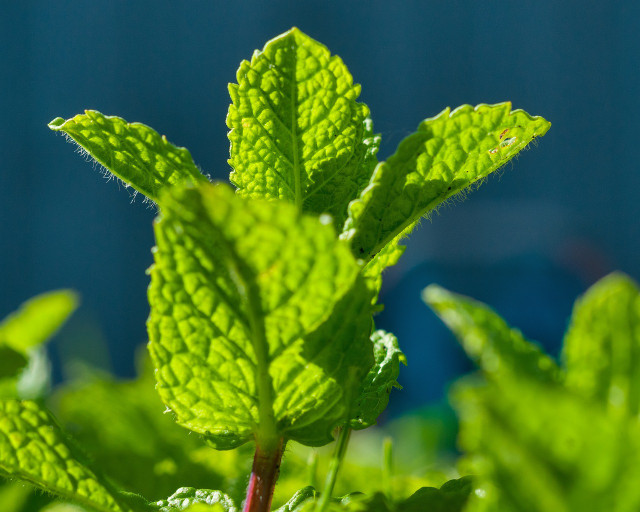 Mint is often used in recipes, teas, and fragrances, but flies and other insects steer clear of this herb. 