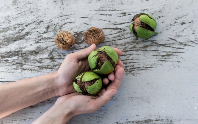 You can even harvest your own nuts to make pickled walnuts. 