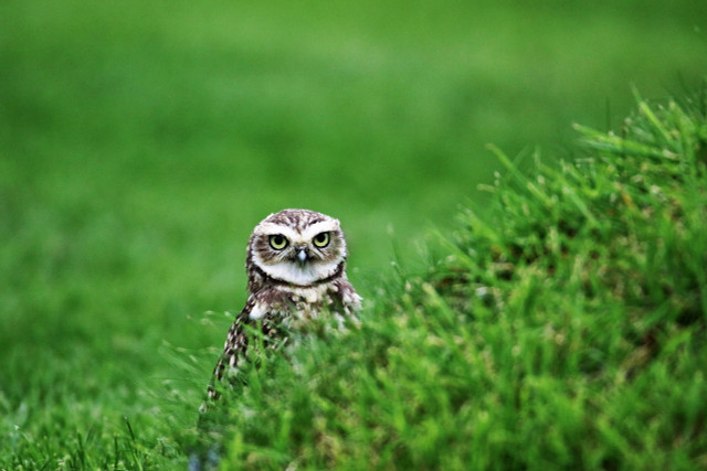 In addition to owls the US is home to many other birds that communicate and hunt at night.