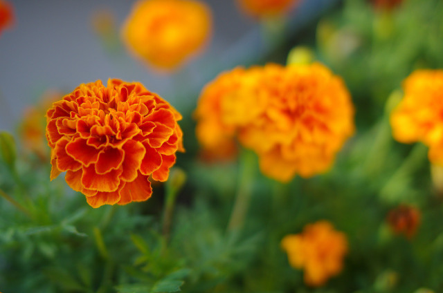 This flower that comes in various orange hues will assist in repelling whiteflies and other insects.